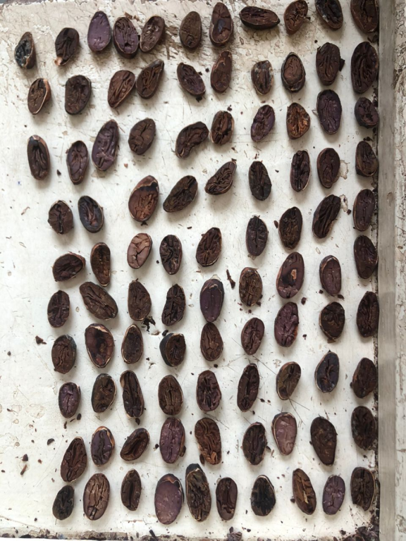 Sample of cocoa beans to be physically examined using a cut test 