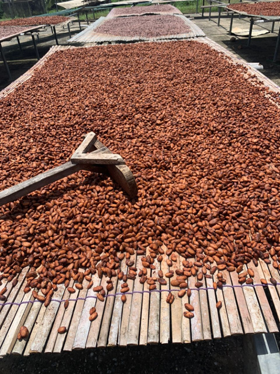 Fermented cocoa beans drying in the sun
