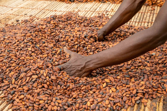 Turning cocoa beans during drying to enhance even drying and remove foreign matter