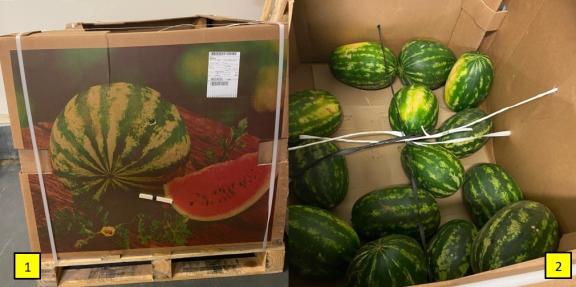 Bulk packaging for Moroccan watermelons