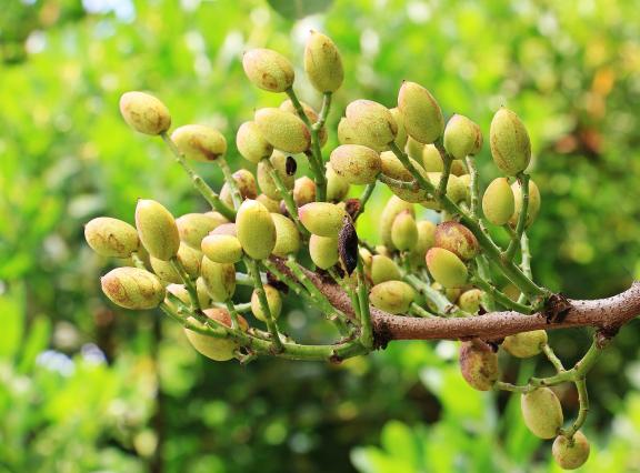 Pistachio tree with pistachios