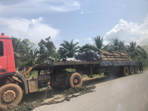 Tree logging in Cameroon