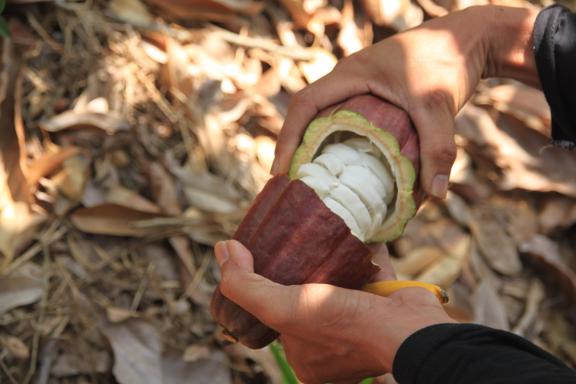 Opening a cocoa pod