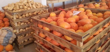 Pumpkins from Kenya, ready for export to Europe