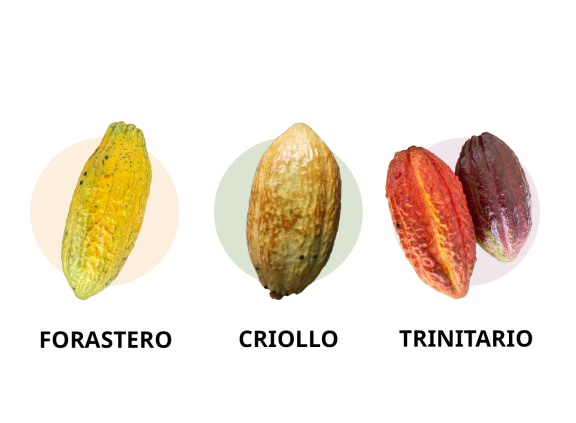 Common cocoa varieties