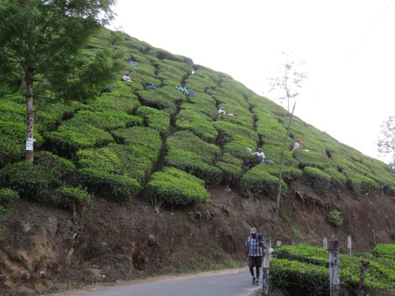 Tea plantations in India are destinations for agritourism