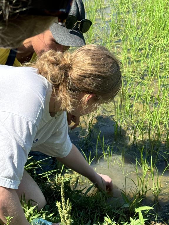 Hands-on experiences like rice planting are popular agritourism activities