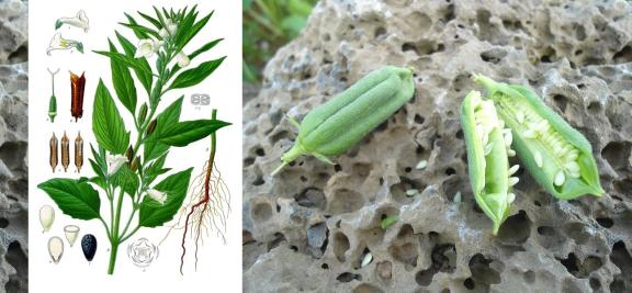 Sesame plant with seed pods