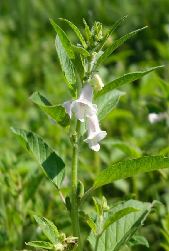 Young sesame plant at the flowering stage