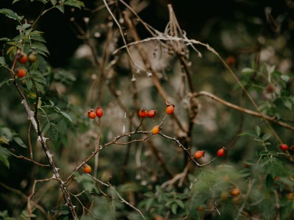 Example of a wild rose bush with rosehips