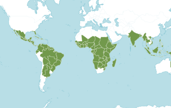 Global distribution of the Ximenia tree