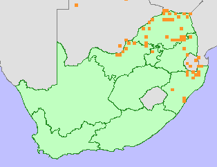 Presence of Ximenia trees and shrubs in South Africa