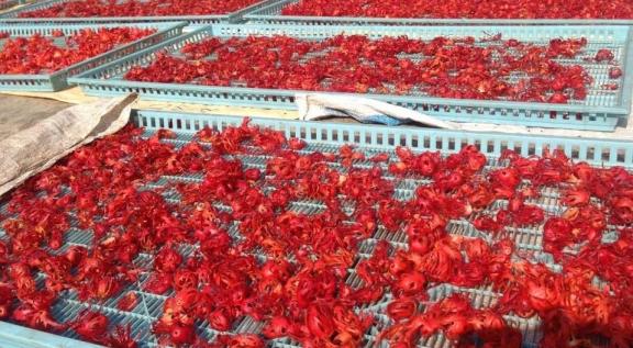 Drying of mace in Sri Lanka