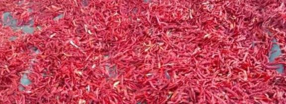 Dried cayenne chillies from Kenya