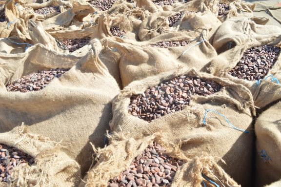 bags of Rainforest Alliance certified cocoa