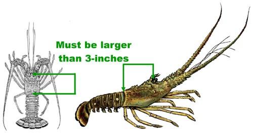 Measurement of rock lobster’s Carapace Length