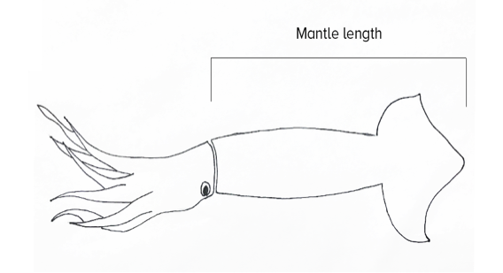 Mantle length of Squid