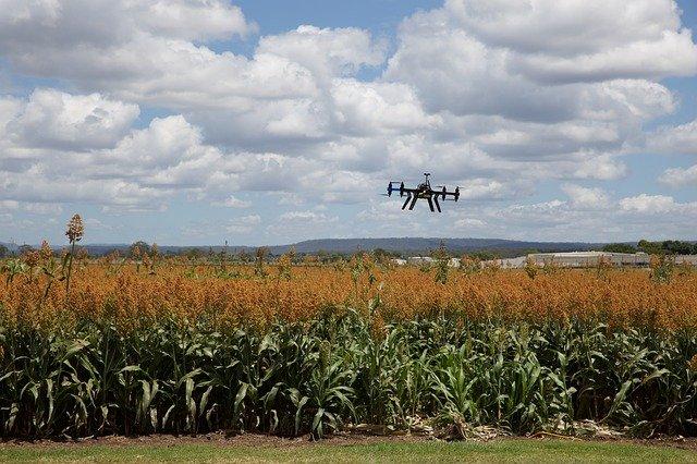 Use of drones in a sorghum field