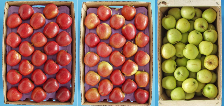 Examples of packaged apples of – respectively – ‘Extra’ Class, Class I and Class II