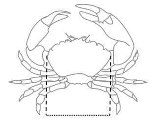 Crabs measured across the widest part of the carapace or shell