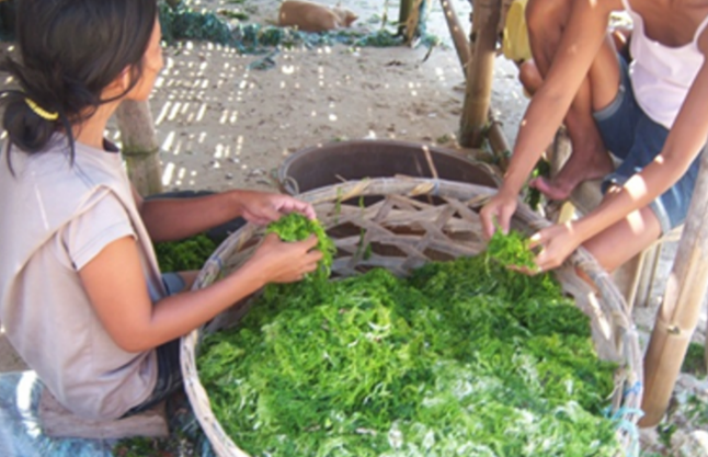 Women preparing Ulva seaweed in the Philippines