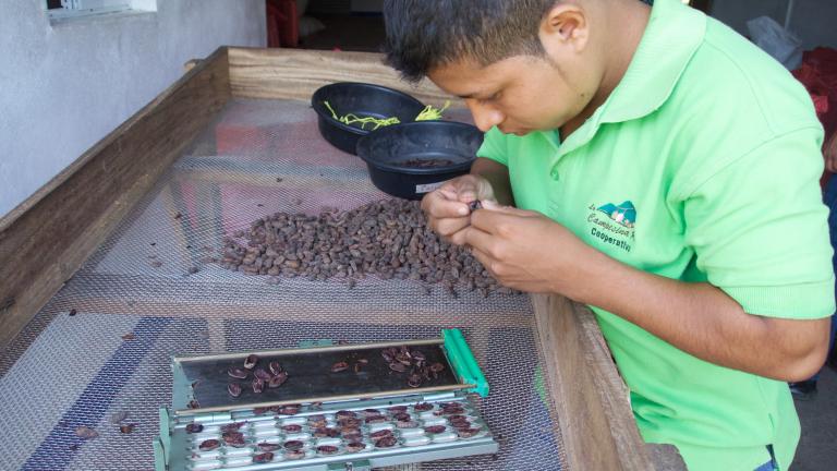 Sorting cocoa beans