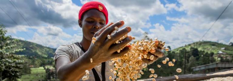 Youth inclusion project helps keep Rwandan coffee sector alive