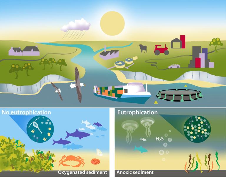 How eutrophication is caused by fish farms as presented by OSPAR.