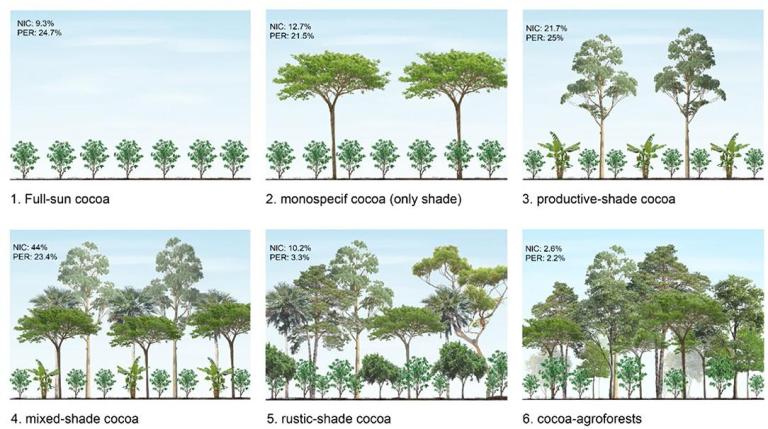 Different ways of growing cocoa, from full-sun to cocoa agroforests.