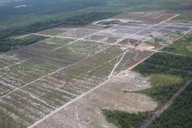 Deforestation of land for palm oil plantation in Indonesia