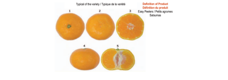 Typical of the Satsuma variety