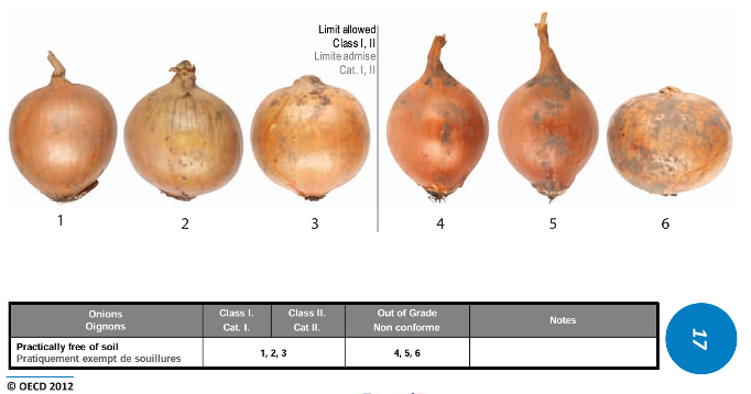 Example of what is considered to be a clean (free of soil) onion