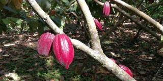 Cacaobeans