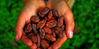 Hands with cacaobeans