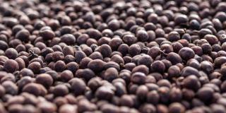 A large number of dark-coloured coffee berries