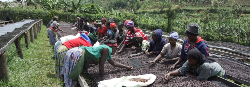 Women working with coffee in Rwanda