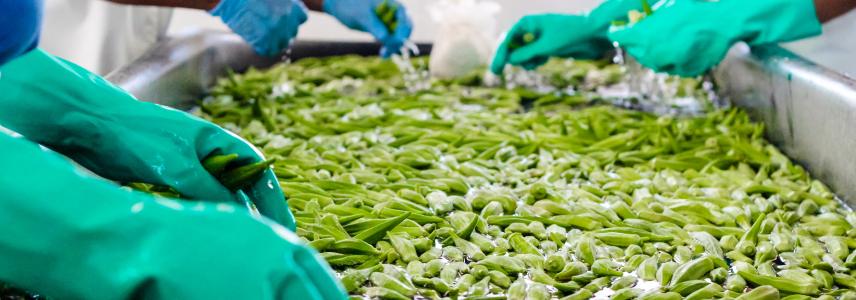 Washing okra