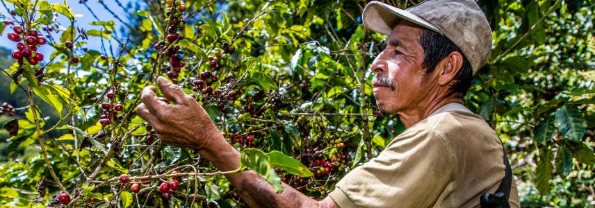Farmer harvesting coffee beans
