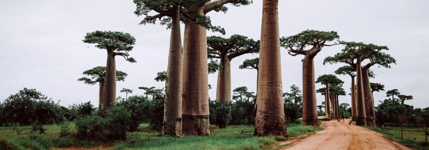 Baobab Tree