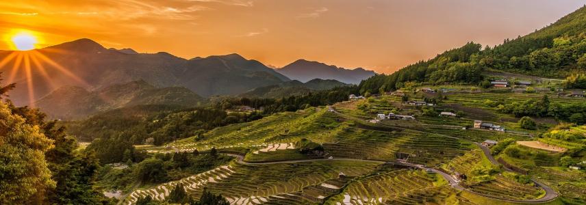 Rice fields